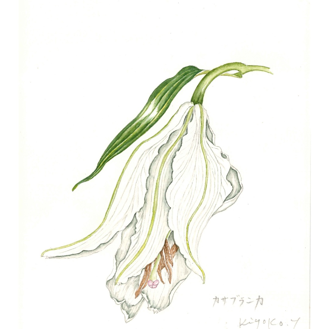 〈ジャンル〉絵画・美術・植物画 【ボタニカルアート】 草花の様々な姿に出会える