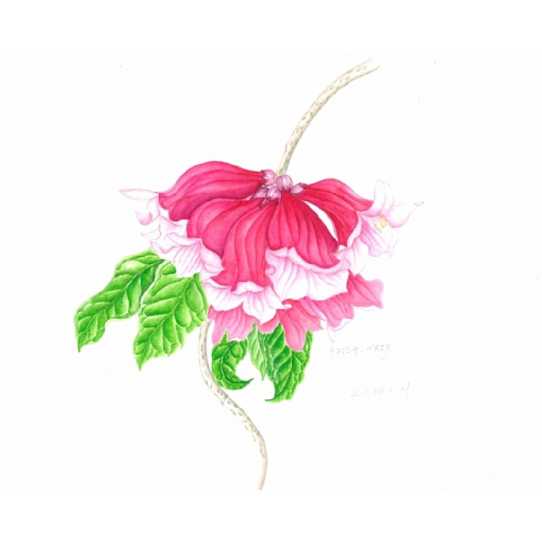 〈ジャンル〉絵画・美術・植物画 【ボタニカルアート】 草花の様々な姿に出会える