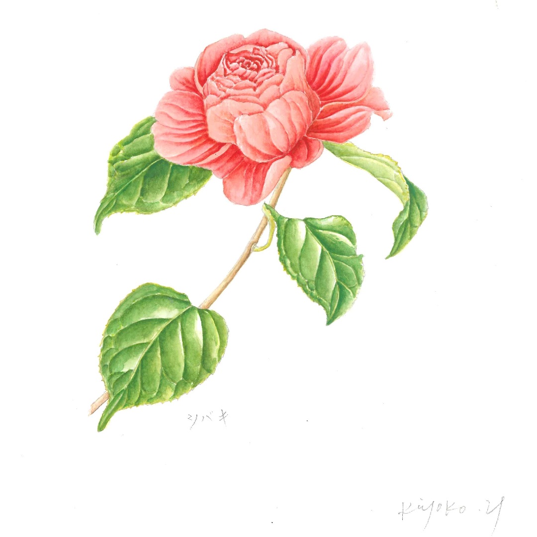 〈ジャンル〉絵画・美術・植物画 【ボタニカルアート】 草花の様々な姿に出会える