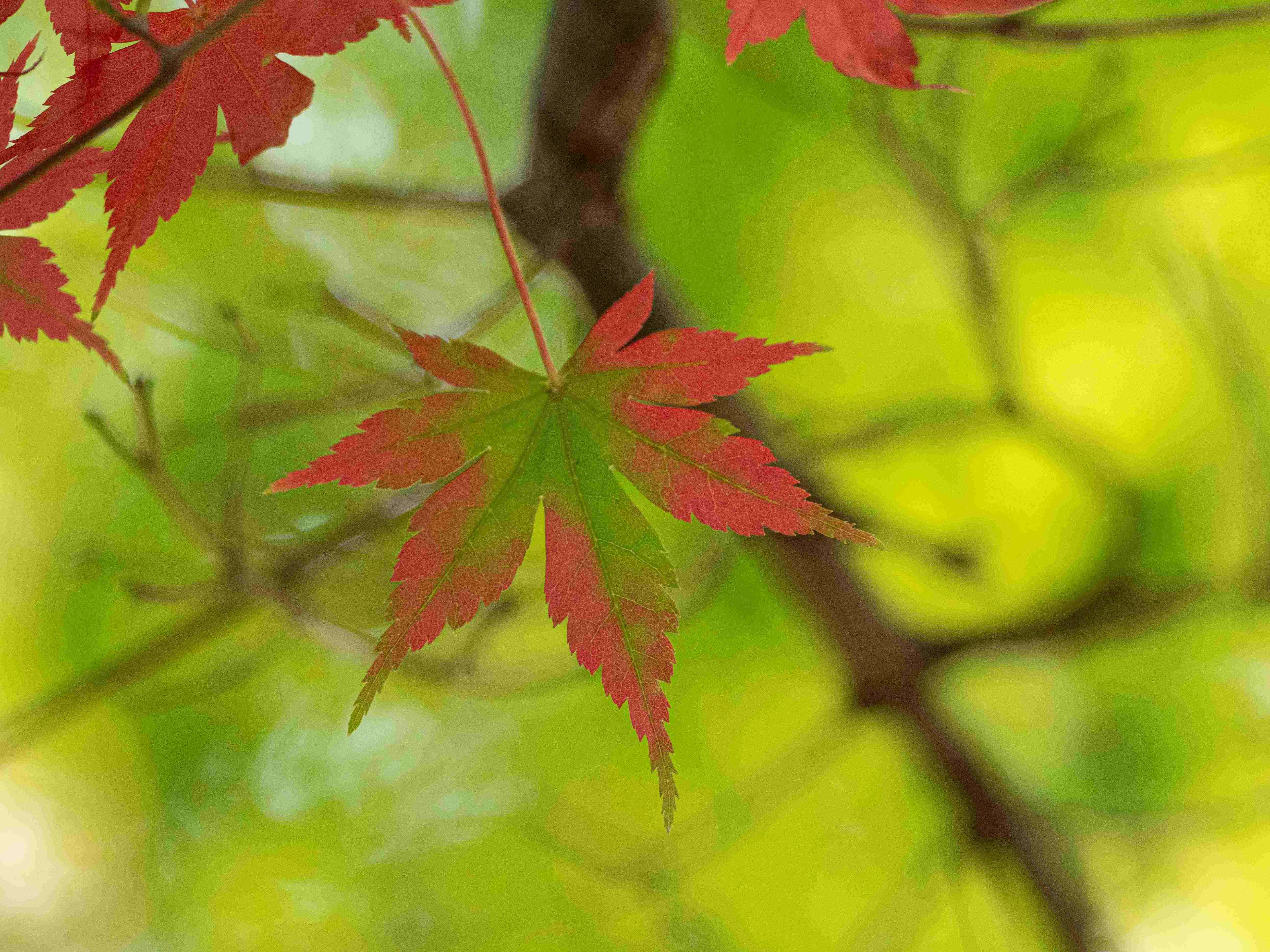 写真は楽しく 大人のカメラ教室 【秋のおすすめ講座】