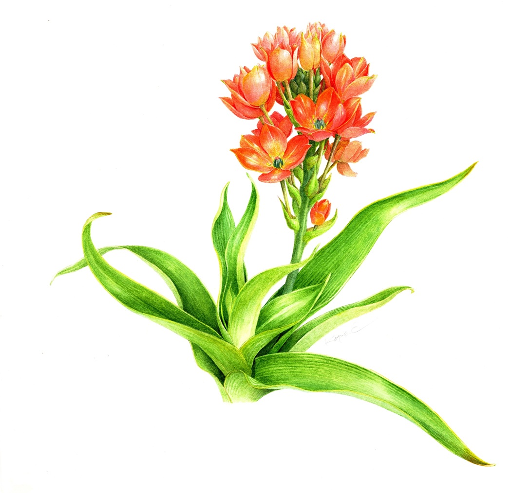 植物の美しさを描く ボタニカルアート