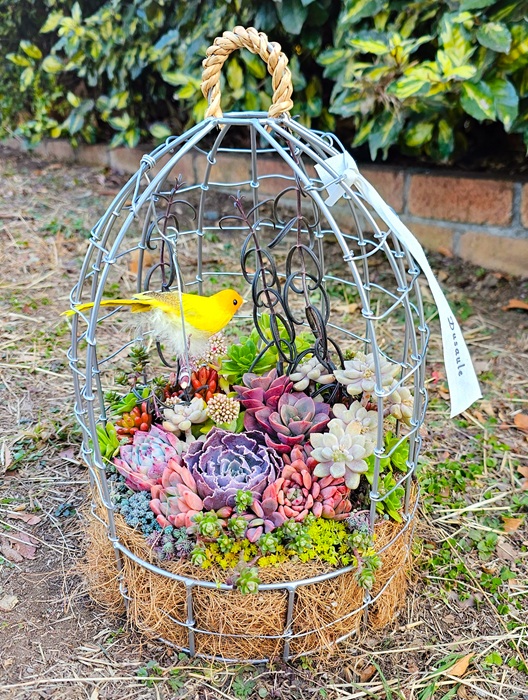 (全3回) 多肉植物の寄せ植え(日)