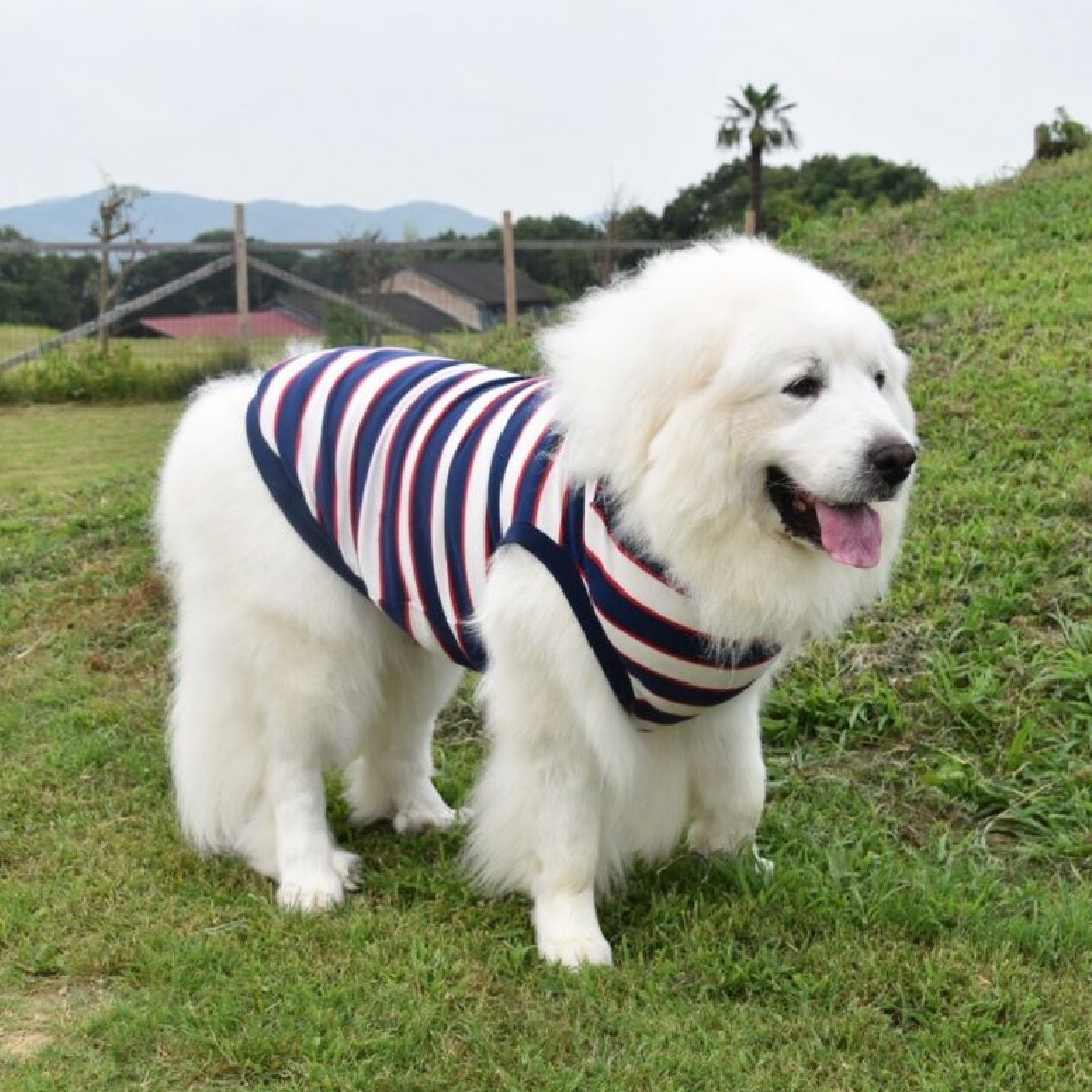 ジャンル〉手芸・裁縫・洋裁・服飾・ハンドメイド 【愛犬の手作り服