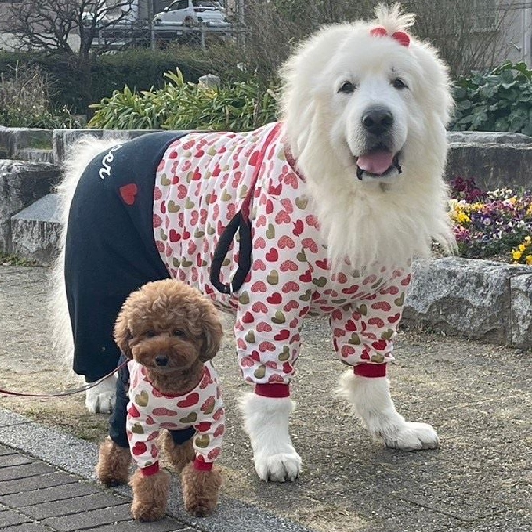 【愛犬の手作り服・はじめてでもできる!】 愛情いっぱいのオンリーわん!ワンコ服を作ろう
