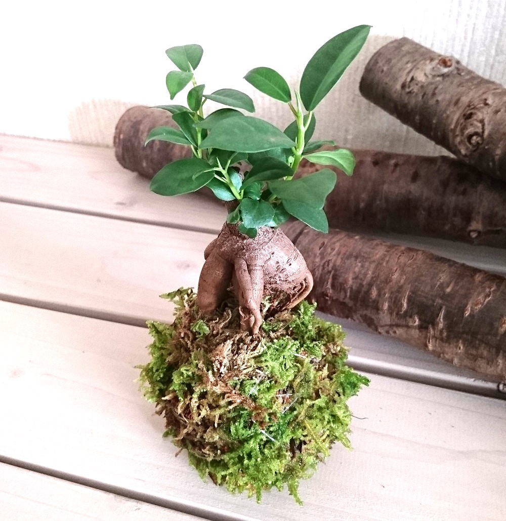 まるまるカワイイ! 苔玉作り(3回コース) 秋号リニューアル講座