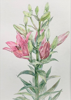基礎から学べる はじめての植物画 秋の新講座