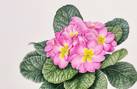ボタニカルアート〈植物画〉