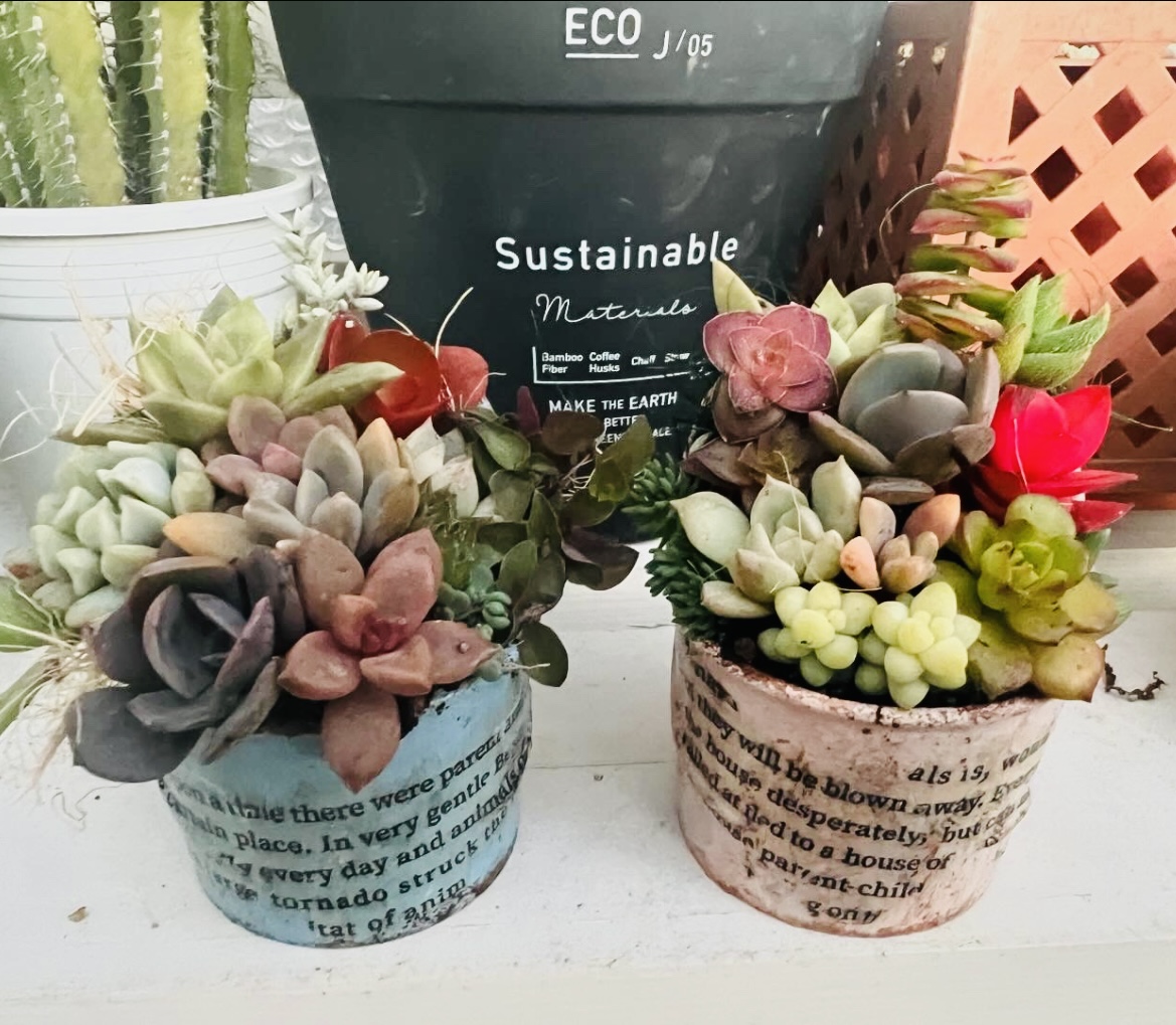 小さな緑を暮らしのそばに 多肉植物の寄せ植え(全3回) 冬の新講座 12/4(金)スタート
