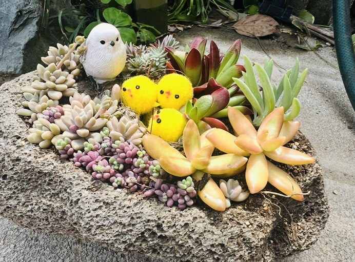 小さな緑を暮らしのそばに 多肉植物の寄せ植え(全3回) 冬の新講座 12/4(金)スタート